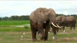 Wildlife-conference-mulls-loosening-restrictions-on-ivory-trade