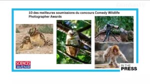 Wildlife-conservation