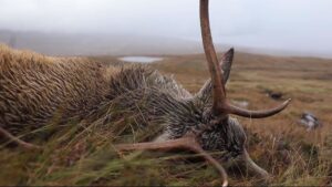 Will-deer-hunting-become