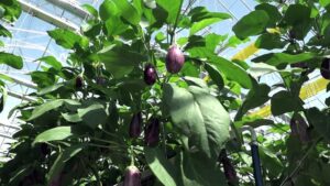Worlds-biggest-rooftop-greenhouse-opens-in-Montreal