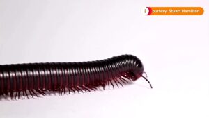 Would-you-let-a-robot-millipede-in-your-intestines