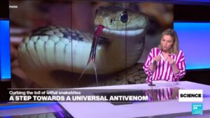 A step towards a universal antivenom: Curbing the toll of snakebites