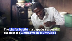 Zimbabwean-Christmas-beetle-makes-a-seasonal-snack
