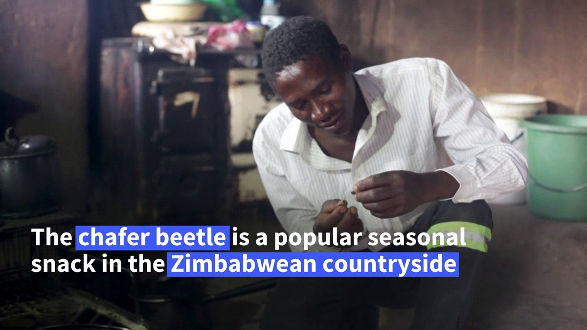 Zimbabwean-Christmas-beetle-makes-a-seasonal-snack