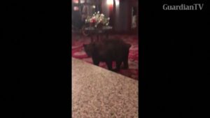 bear