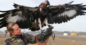 big-bird