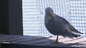 birt