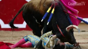 bull