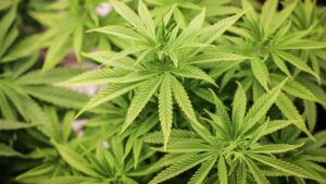 cannabis
