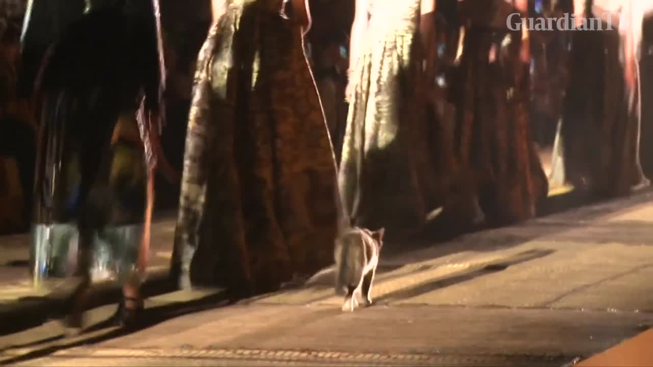 cat