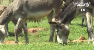 donkey