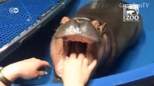 hipo