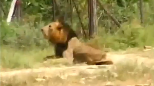 lion