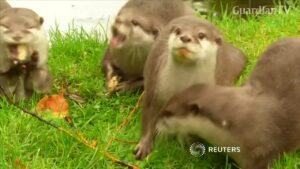 otters