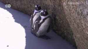 pen