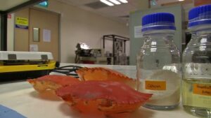 New biodegradable packaging doubles shelf life of food