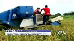 rice