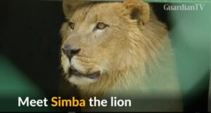 simba