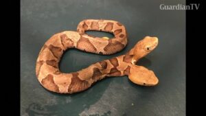 snake