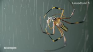 spider