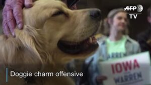 Elizabeth-Warrens-dog-Bailey-hits-campaign-trail