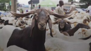 unnamed-file.Ram