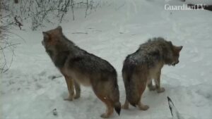 wolv