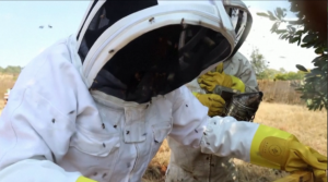 South African ‘Bee Boss’ champions women and ecosystems