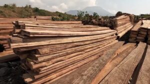 Congo’s conflict fuels ‘unprecedented’ forest loss