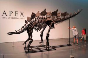 Dinosaur skeleton sells for record-breaking $44.6 million
