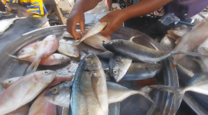 Ivory Coast maintains fishing ban to recover fish stocks