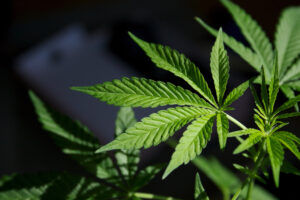 Medicinal cannabis: Here’s what you should know