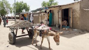 Donkeys indispensable part of daily life in Rann, Nigeria
