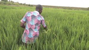 Ivorian farmers boost yields and profits with new rice variety