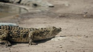 Can Nigerian crocodiles solve problems?