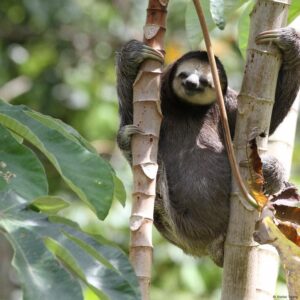 Sloths: Just hanging around