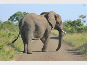 Botswana’s elephant conundrum