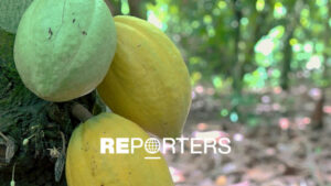 How ‘brown gold’ is smuggled between Ivory Coast, Liberia and Guinea