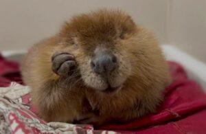 Nibi the ‘diva’ beaver wins court case, will be allowed to stay at rescue centre