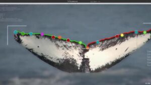 AI image recognition protects species