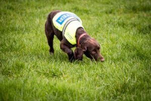 Detector dogs trained to sniff out water leaks