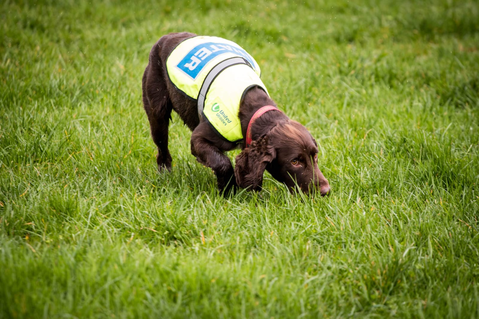 Detector dogs trained to sniff out water leaks
