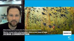 Award-winning photographer Shane Gross on the importance of saving the ocean