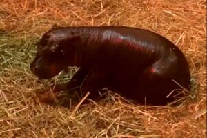 Does Moo Deng have competition from a younger, Scottish pygmy hippo