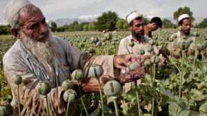 Opium production in Afghanistan rose despite ban
