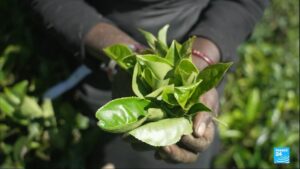 Sri Lanka’s green gold