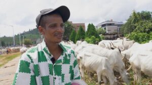 Why cattle roam the streets of Nigeria’s crowded cities