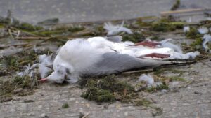 Bird flu in the US