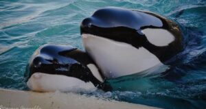 What next for Wikie and Keijo? NGOs call for Marineland orcas to be sent to a sanctuary