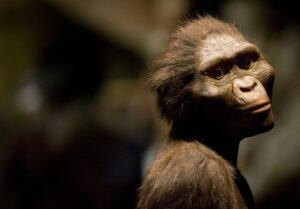 Why Lucy is the most famous human ancestor fossil